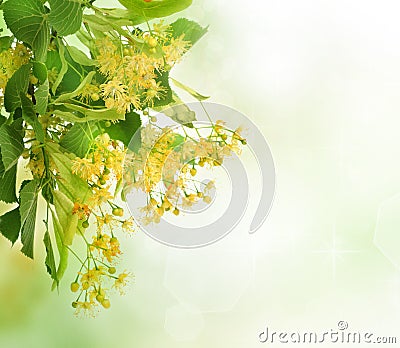 Linden Tree Flowers Stock Photo