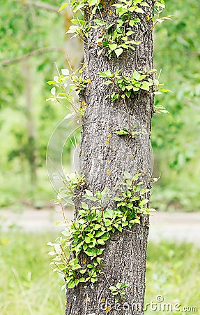 Linden-tree trunk with new sprigs Stock Photo