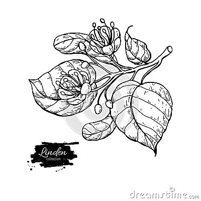 Linden vector drawing set. Isolated lime tree flower and leaves. Herbal engraved style illustration. Vector Illustration