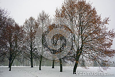 Lindens and foggy day in the park. nature on the eve of christmas Stock Photo