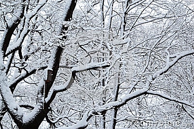 Winter park view, trees in snow Stock Photo