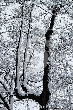 Winter park view, trees in snow Stock Photo