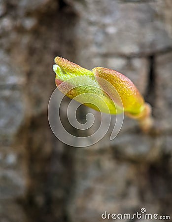 Lindentree sprout on log Stock Photo