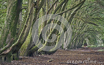 A line of ancient beech trees alonga country lane Stock Photo
