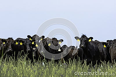 Line of Angus cattle Stock Photo