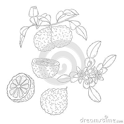 Line Art Bergamot Branch and Blossom. Elements of Fruits and Flowers. Stock Photo