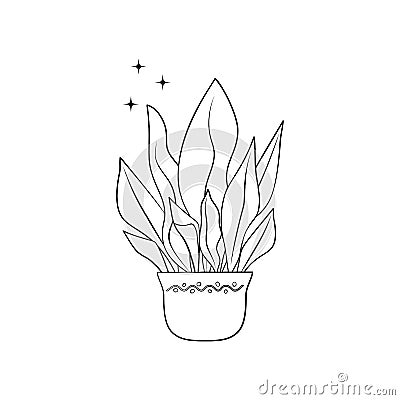 Line art black tropical potted house plant aspidistra isolated on white background Vector Illustration