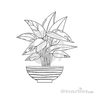 Line art black tropical potted house plant stromanthe isolated on white background. Vector Illustration