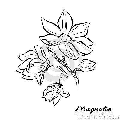 Line art Flower Magnolia on a white Background. Isolated Flowers with packaging Stock Photo