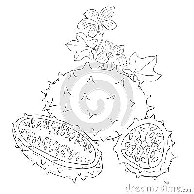 Line Art Kiwano. Elements of Fruits and Flowers. Vector Illustration Stock Photo