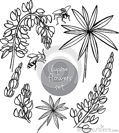 Line art set of hand draw sketch wildflowers lupinus leaves, flowers, parts of the plant Vector Illustration