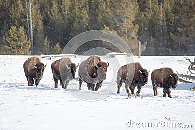 Bison in a line Stock Photo