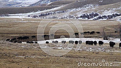 A line of black angus cows walking towards the feeding area. Stock Photo