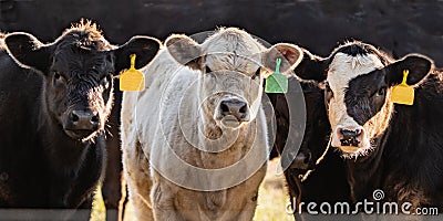 Line of crossbred calves web banner Stock Photo