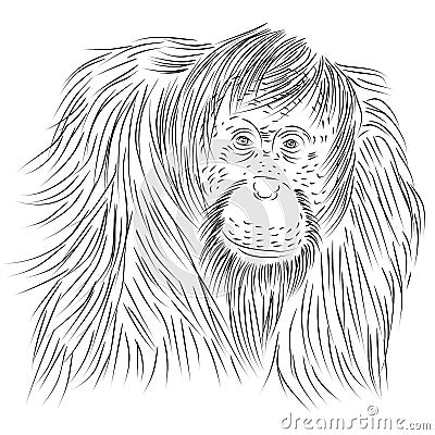 Line Drawing of Pongo abelii, Sumatran Orangutan, primate Cartoon Illustration