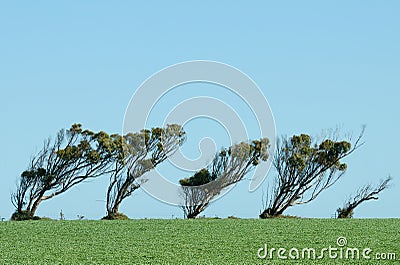 Eucalypt trees growing bent over due to strong winds. Stock Photo