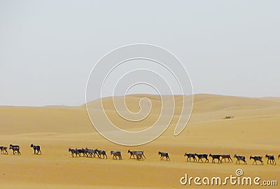 Line of Goats Stock Photo