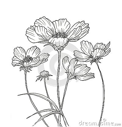 Line ink drawing of cosmos flower Stock Photo