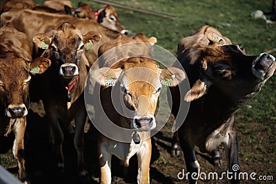 Line of Limousin beef cows in lush green countryside Stock Photo