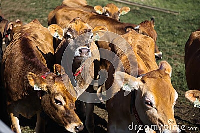 Line of Limousin beef cows in lush green countryside Stock Photo