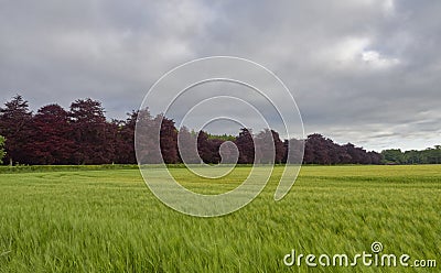 A line of Magnificent Copper Beech Trees behind a Field Hedge in a Wheat Field in Angus, Scotland Stock Photo