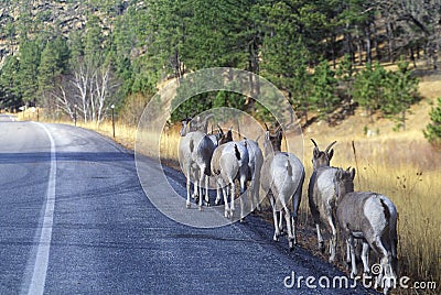 Line of Mountain Goats on roadside, outside of Mount Rushmore, SD Stock Photo