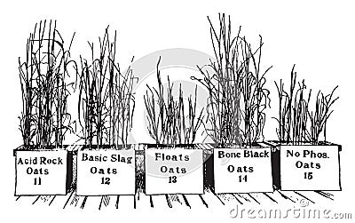 Line of oats vintage illustration Vector Illustration