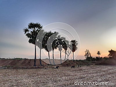 Line of palm trees evening show landscape nature . Stock Photo