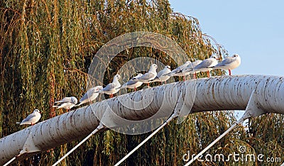 A line of seagulls resting on top oif a bridge. Stock Photo