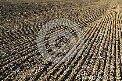 Line with seeds on agriculture field soil Stock Photo