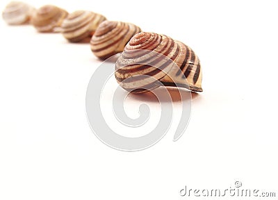 Line of Striped Snail Shells Stock Photo