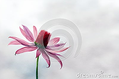 line of watercolor pink cinia flowers on the isolated background, ai art Stock Photo