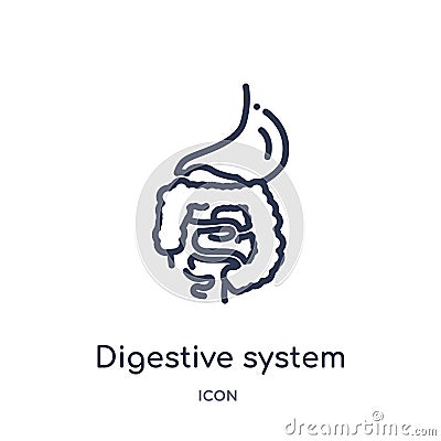 Linear digestive system icon from Human body parts outline collection. Thin line digestive system icon isolated on white Vector Illustration