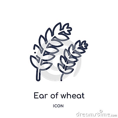 Linear ear of wheat icon from Food outline collection. Thin line ear of wheat icon isolated on white background. ear of wheat Vector Illustration