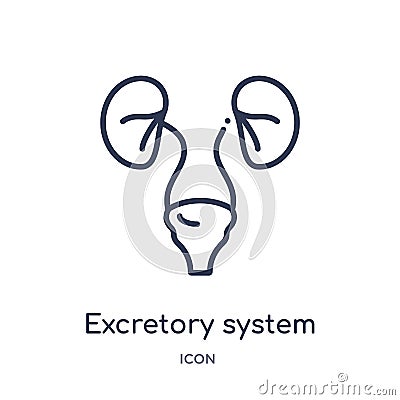 Linear excretory system icon from Human body parts outline collection. Thin line excretory system icon isolated on white Vector Illustration