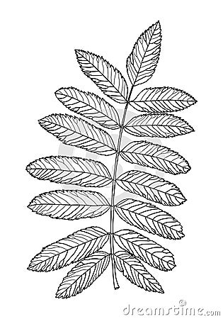 Linear graphic drawing of rowan leaves Vector Illustration