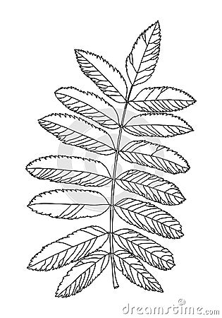 Linear graphic picture rowan leaves with veins isolated on a white background. Vector Illustration