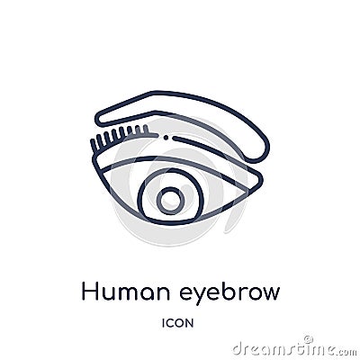 Linear human eyebrow icon from Human body parts outline collection. Thin line human eyebrow icon isolated on white background. Vector Illustration