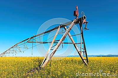 Linear or lateral move irrigation with rotator style pivot applicator sprinkler in rapeseed field Stock Photo