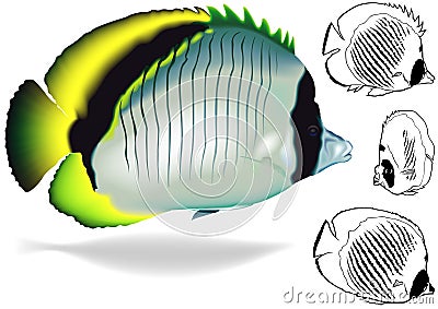 Lined Butterflyfish Set Vector Illustration