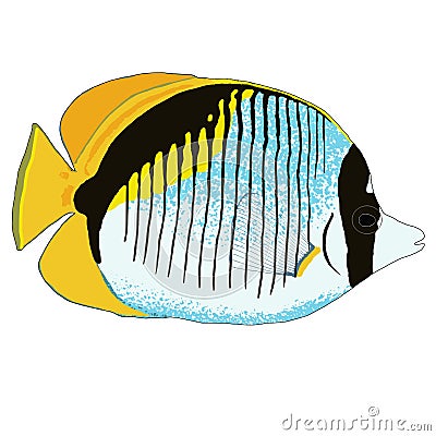 Lined Butterflyfish Vector Illustration Vector Illustration