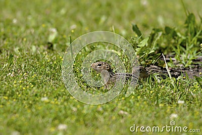 13-Lined Ground Squirrels 601356 Stock Photo