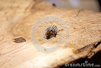 10 lined june beetle crawling on large stump Stock Photo