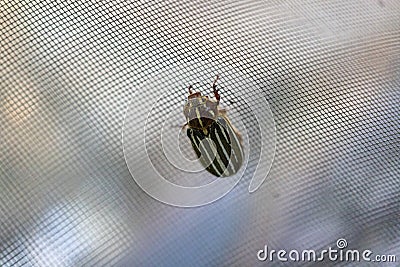 10 lined june beetle on a screen Stock Photo