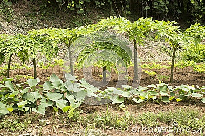 Lined konjac plant Stock Photo