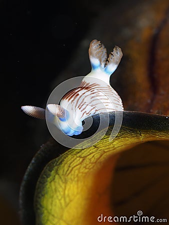 Lined neon slug Stock Photo