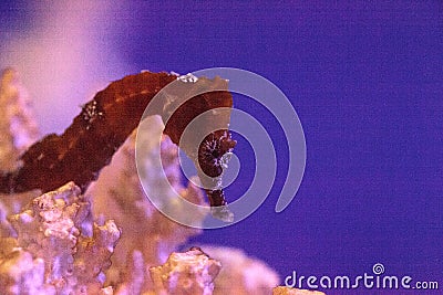 Lined seahorse Hippocampus erectus Stock Photo