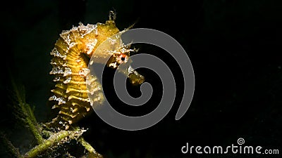 A Lined Seahorse the sea floor in Florida Stock Photo