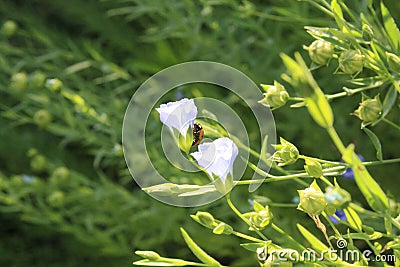 Linen flax blue flower. Flax plant. Flax field. Stock Photo