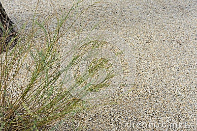 Linen Flax Linum Perenne Linaceae from europe on sand floor Stock Photo